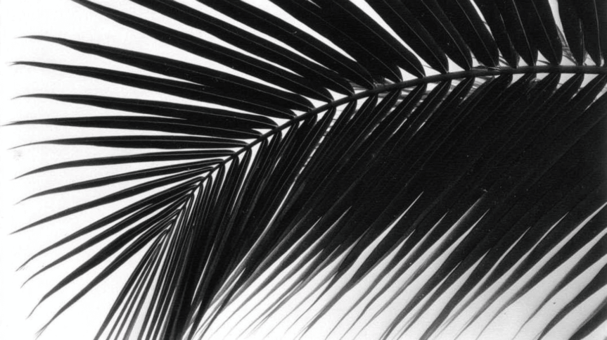 Frond Silhouette