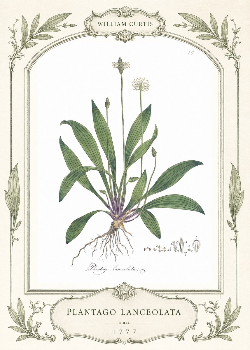 William Curtis Plantago Lanceolata II No4 - Poster