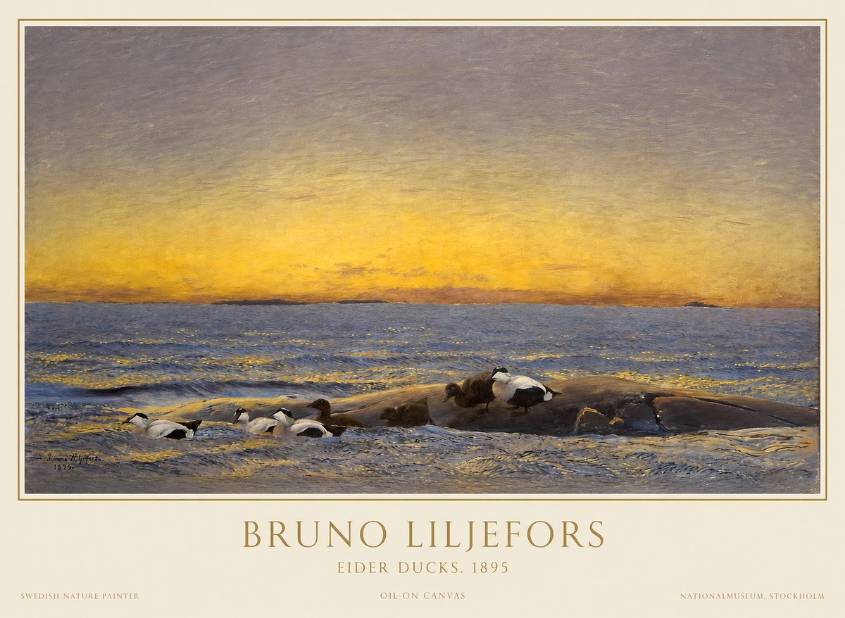Bruno Liljefors Eider Ducks. 1895 No1 - Poster