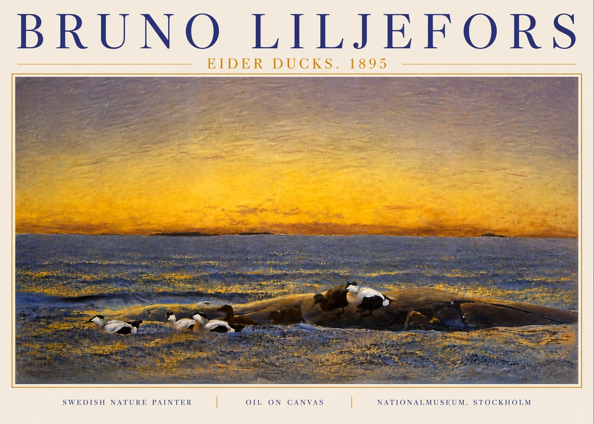 Bruno Liljefors Eider Ducks. 1895 No6 - Poster