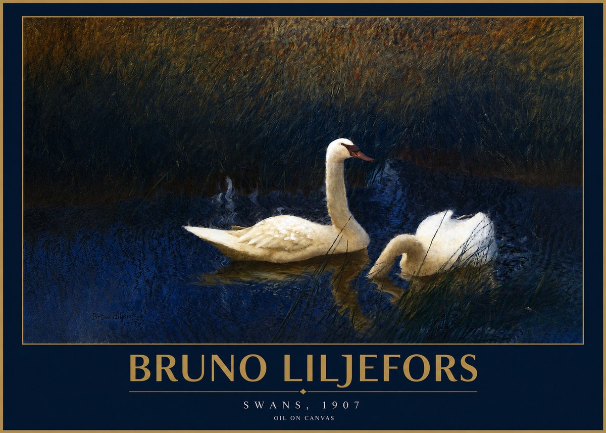 Bruno Liljefors Swans, 1907 No2 - Poster