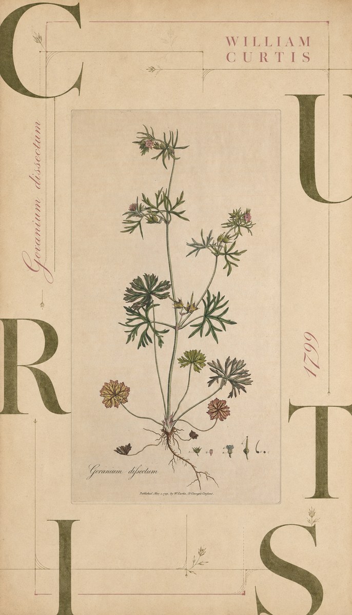 William Curtis Geranium Dissectum II No6 - Poster