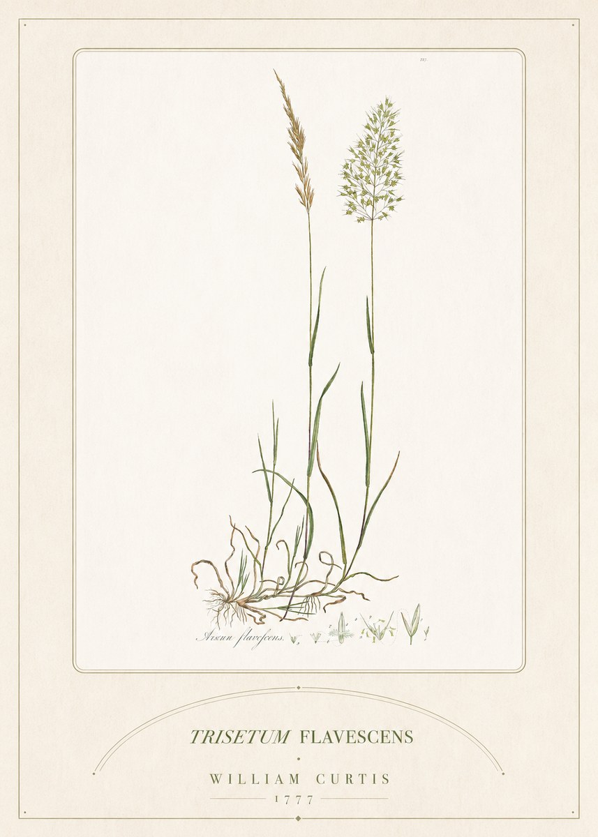 William Curtis Trisetum Flavescens III No5 - Poster